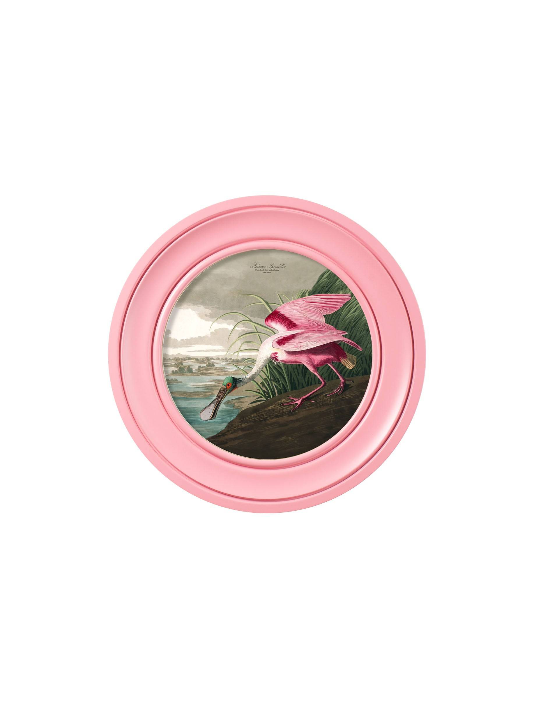 Order vintage spoonbill round framed print free delivery UK
