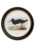 c.1837's British Coastal Birds - Round - Blythe Living