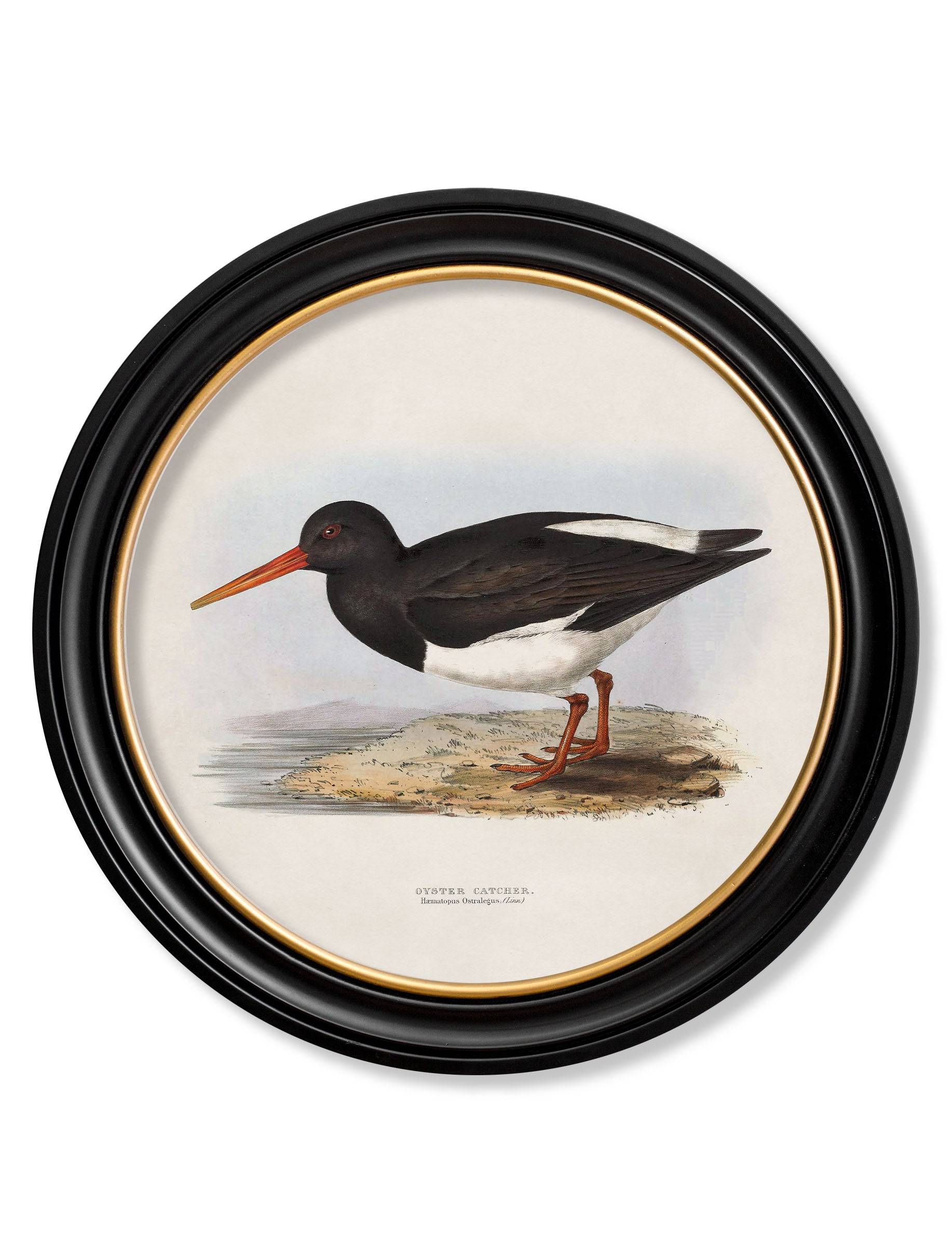 c.1837's British Coastal Birds - Round - Blythe Living