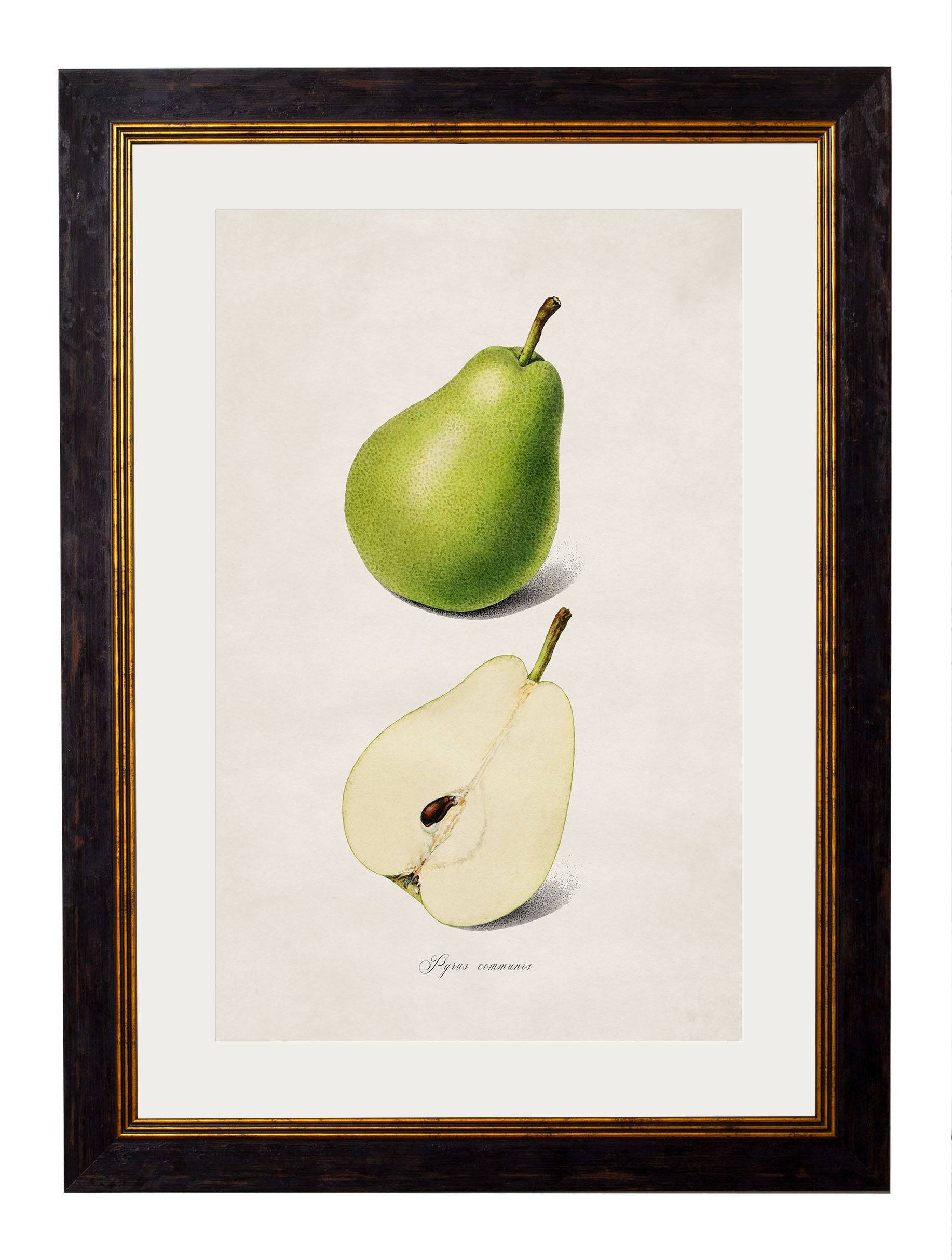 c.1886 Studies of Fruit - Blythe Living