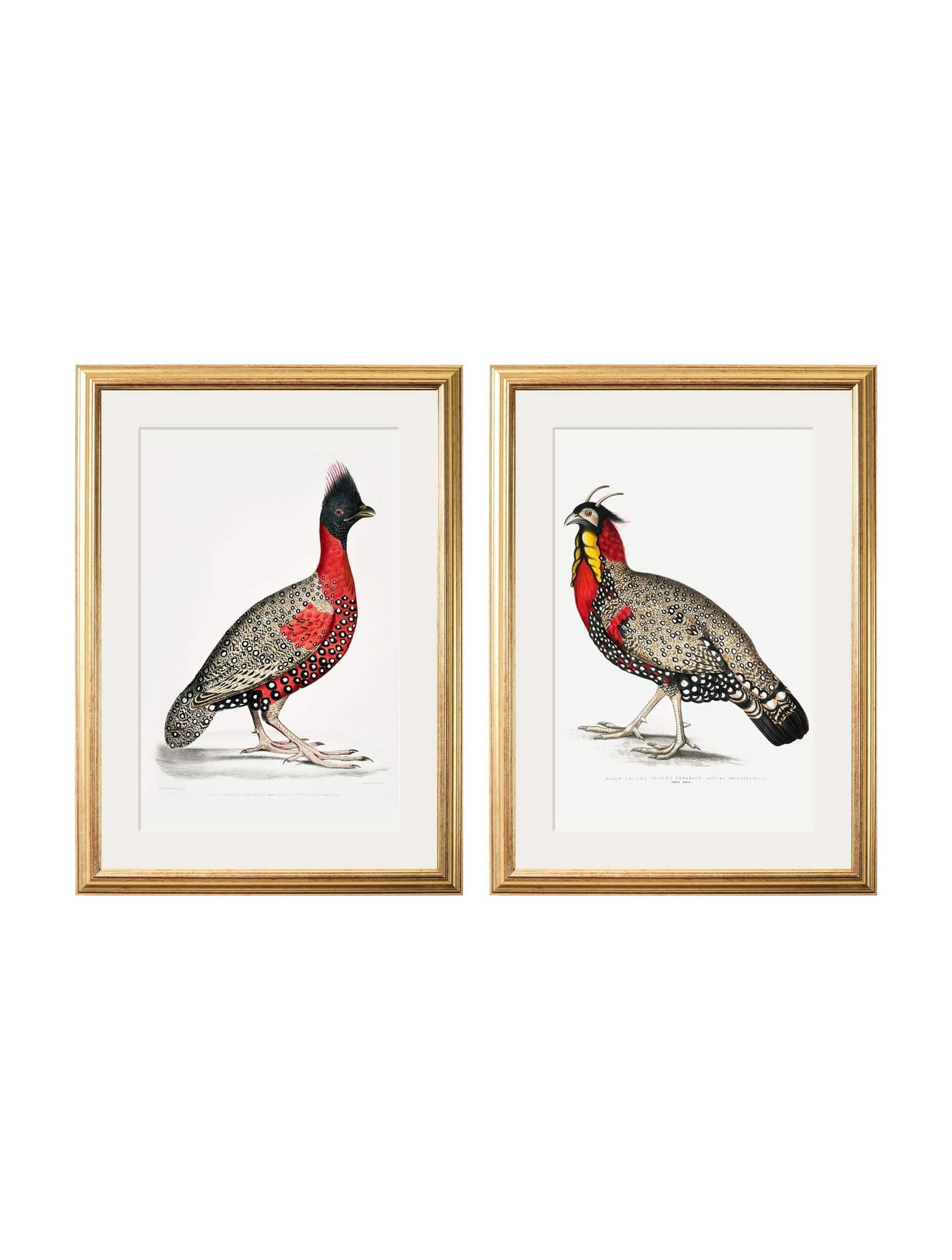 c.1800's Black Headed Pheasants - Blythe Living