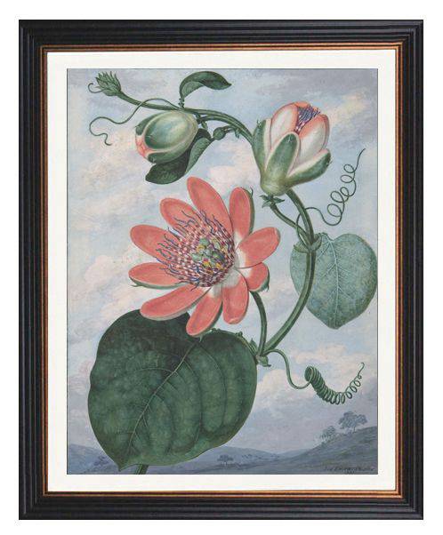 Passion Flower Print - Sydenham Teak Edwards Framed Print - Blythe Living