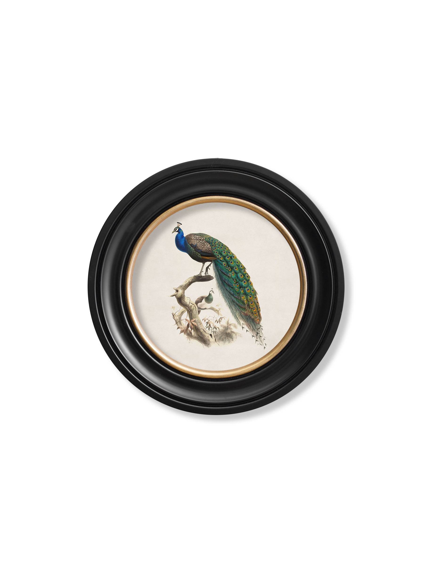 c.1800s Peacock in Round Frame - Blythe Living