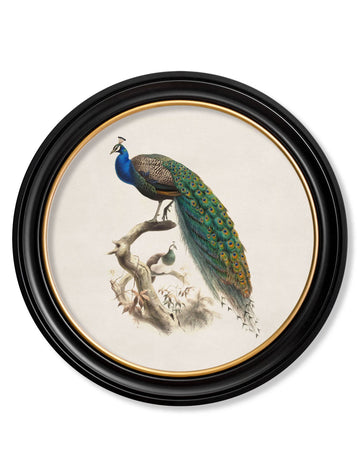 c.1800s Peacock in Round Frame - Blythe Living