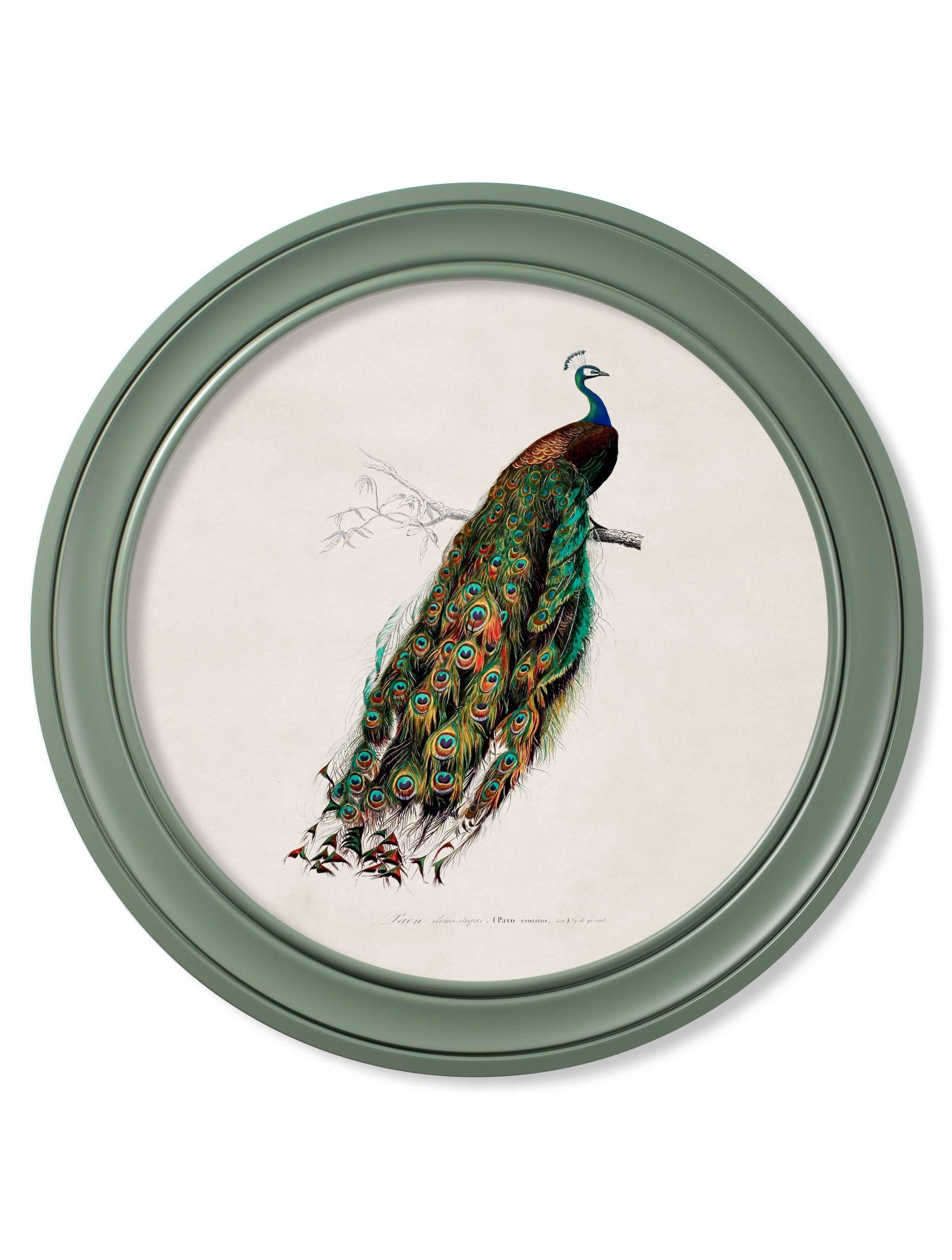 c.1800s Peacock in Green Round Frame Green - Blythe Living