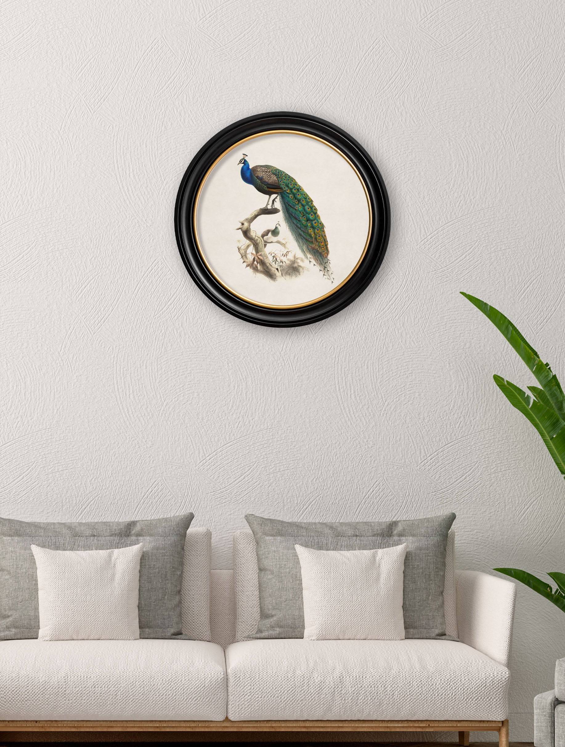 c.1800s Peacock in Round Frame - Blythe Living