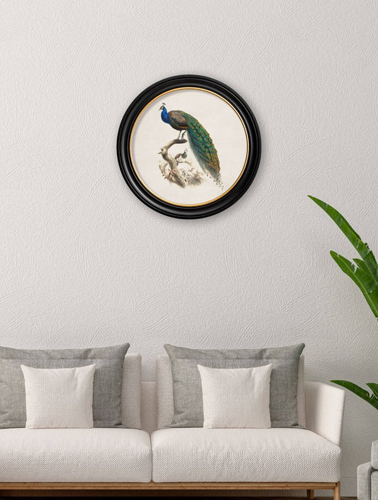 c.1800s Peacock in Round Frame - Blythe Living