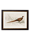 c.1850's Pheasant - Blythe Living