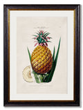 c.1843 Pineapple Plant - Blythe Living