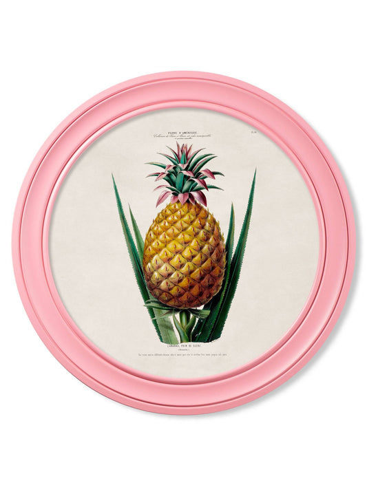 c.1843 Pineapple Plant - Round Frame Pink - Blythe Living