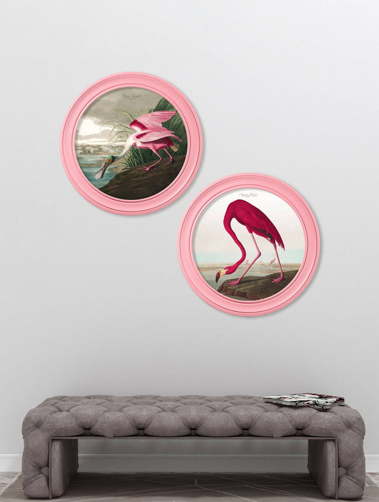 c.1838 Audubon's Flamingo in Pink Frame - Blythe Living