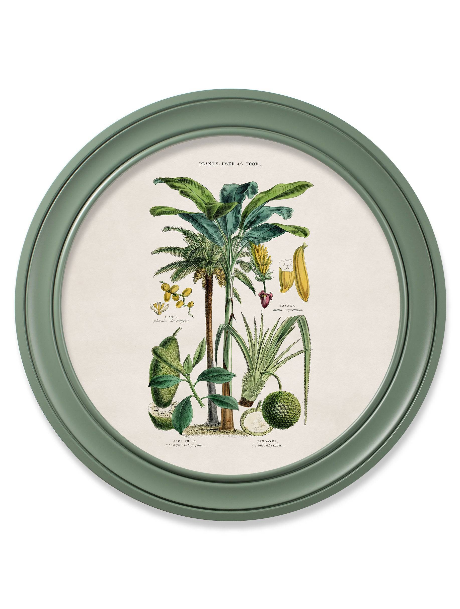 c.1877 Tropical Plants Used as Food and Clothing - Round Frame Green - Blythe Living