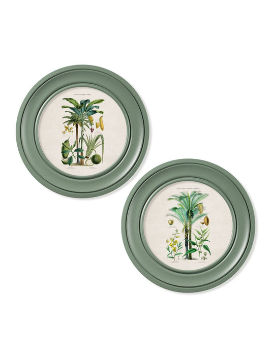 c.1877 Tropical Plants Used as Food and Clothing - Round Frame Green - Blythe Living