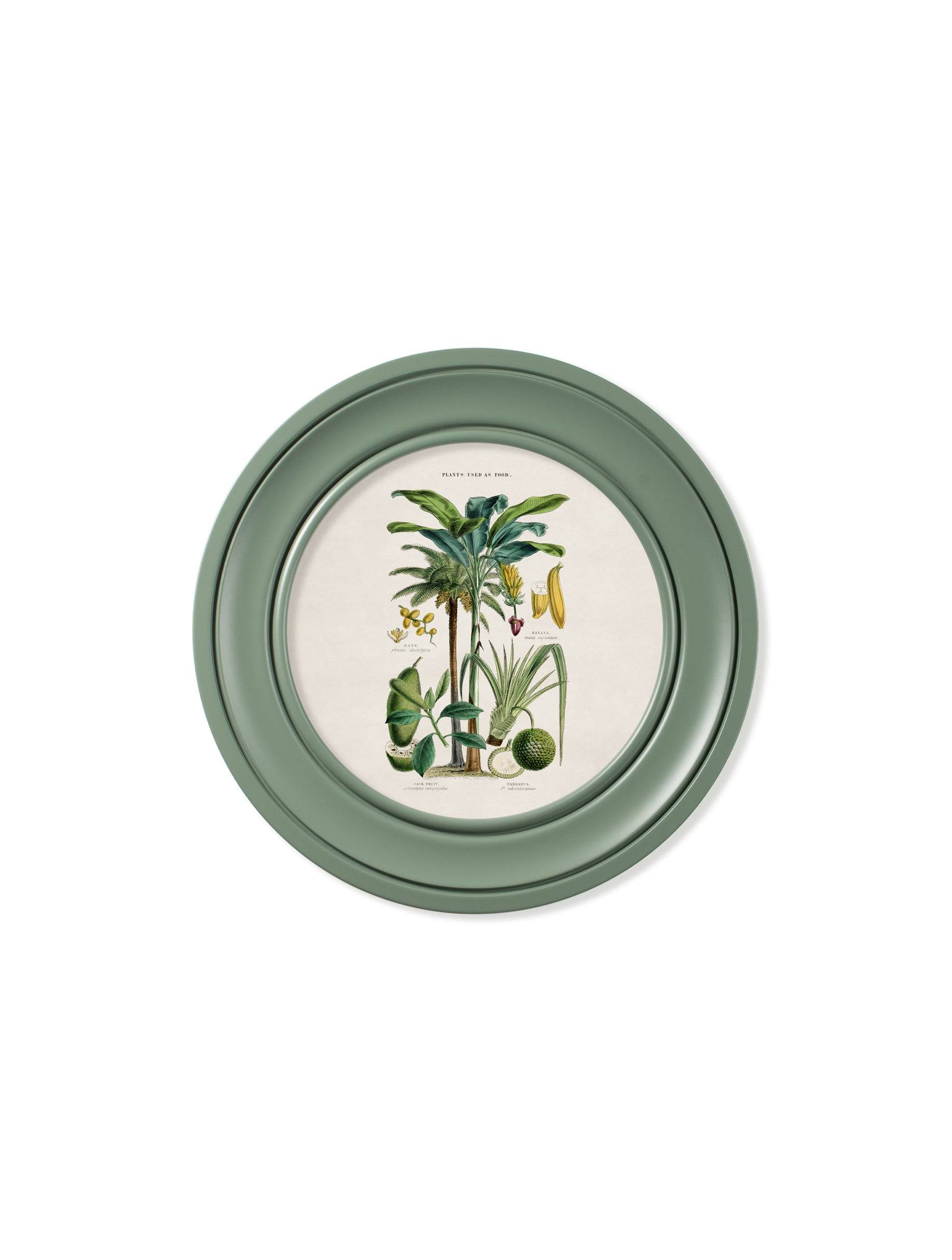 c.1877 Tropical Plants Used as Food and Clothing - Round Frame Green - Blythe Living