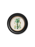 c.1877 Tropical Plants Used as Food and Clothing - Round Frame - Blythe Living