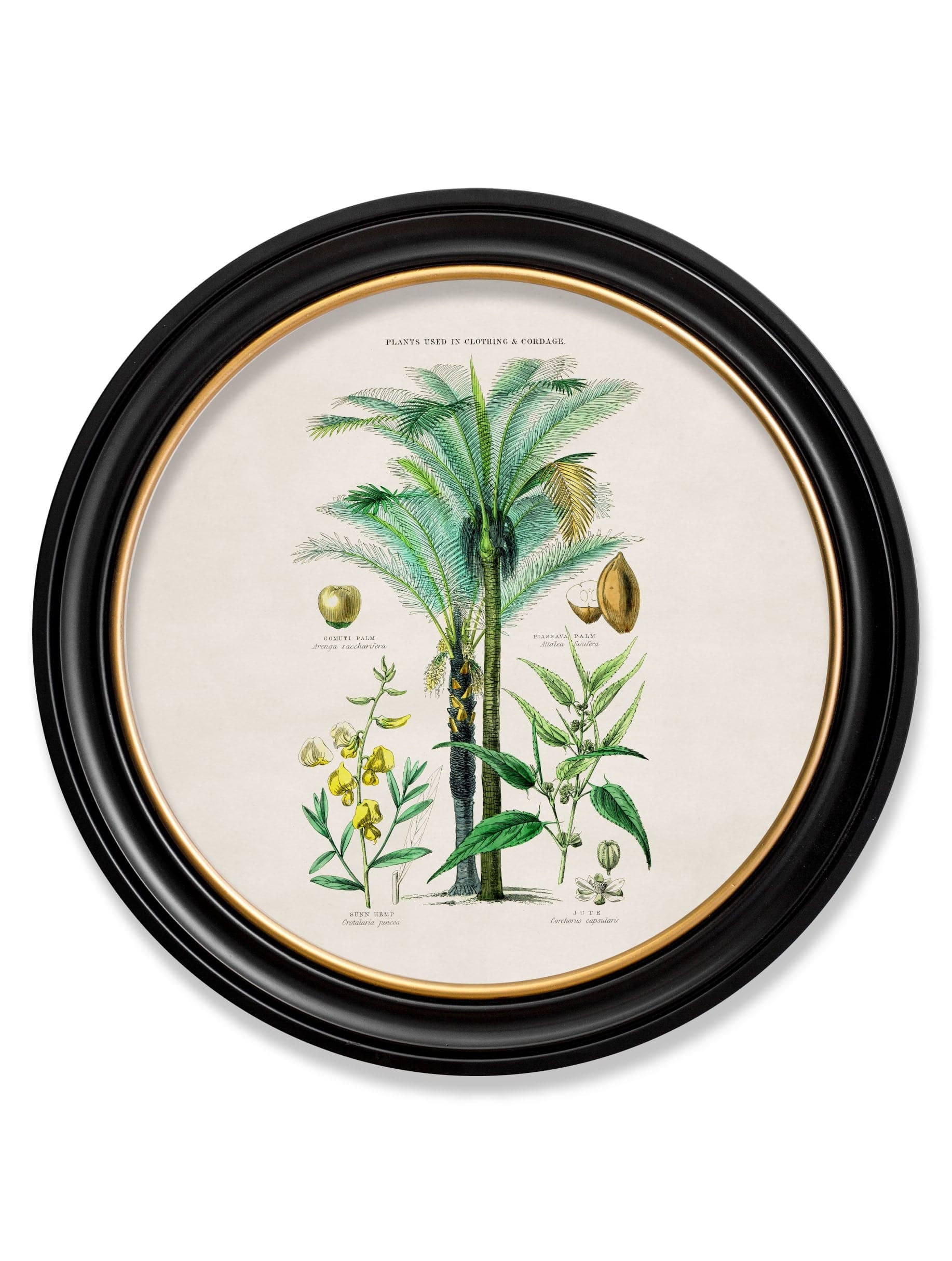 c.1877 Tropical Plants Used as Food and Clothing - Round Frame - Blythe Living