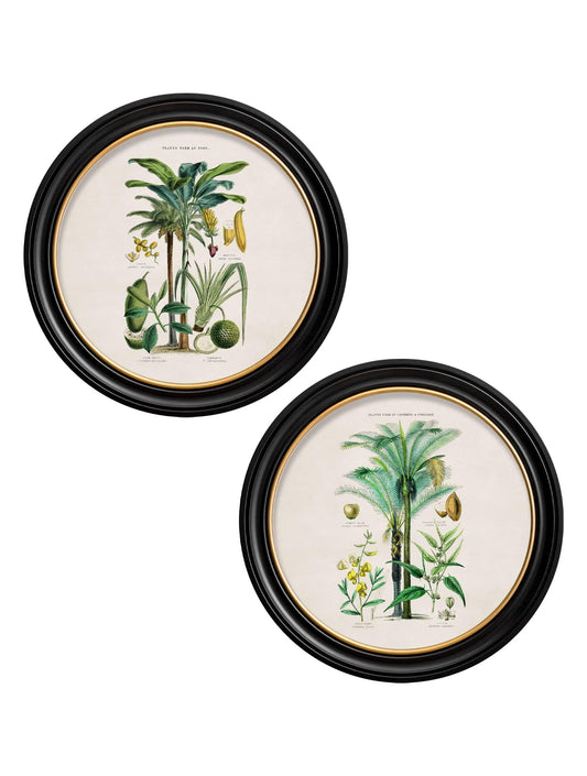 c.1877 Tropical Plants Used as Food and Clothing - Round Frame - Blythe Living