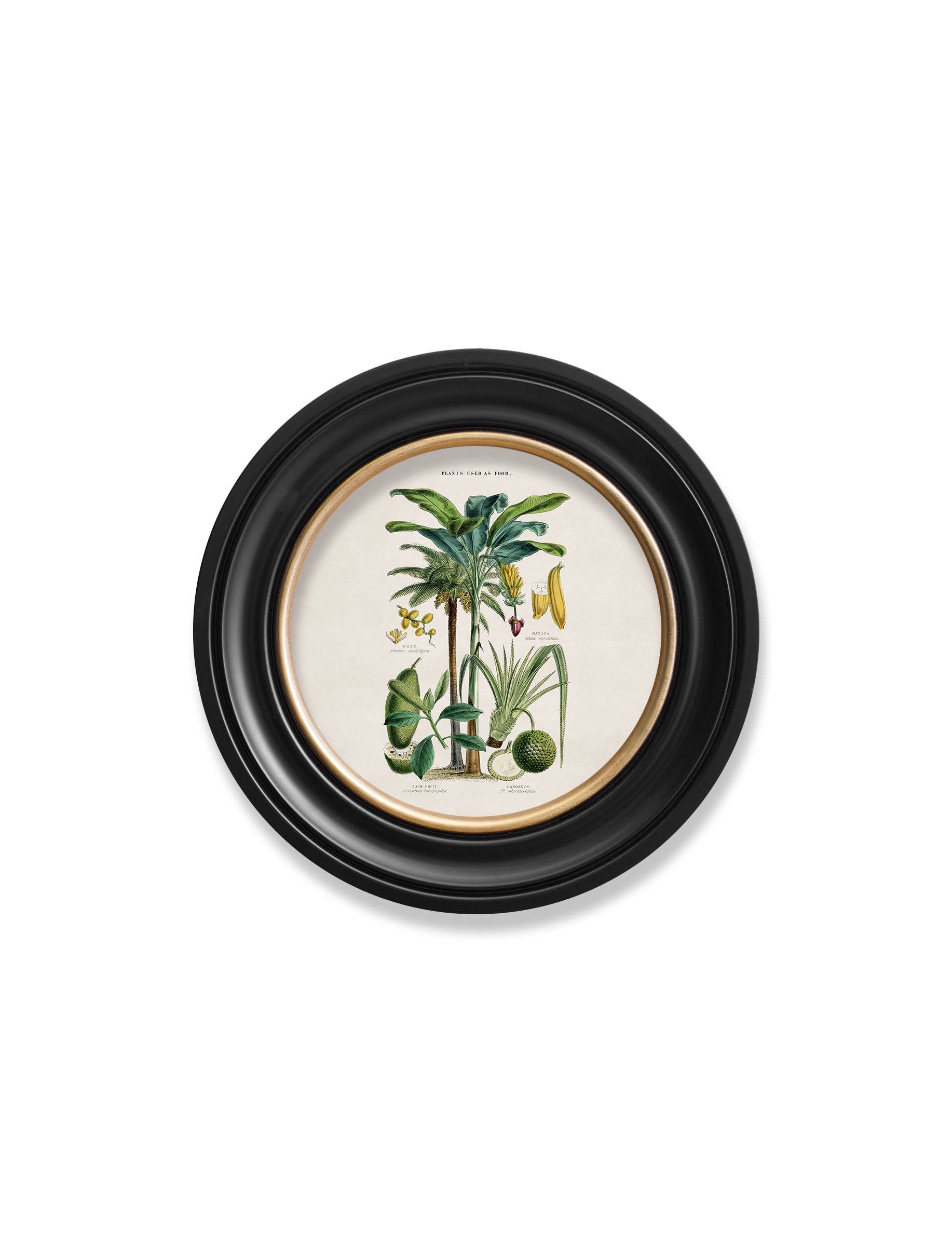 c.1877 Tropical Plants Used as Food and Clothing - Round Frame - Blythe Living