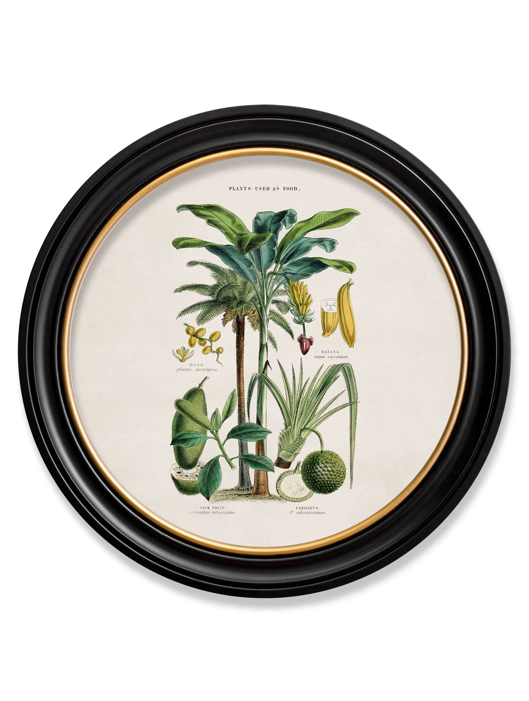 c.1877 Tropical Plants Used as Food and Clothing - Round Frame - Blythe Living