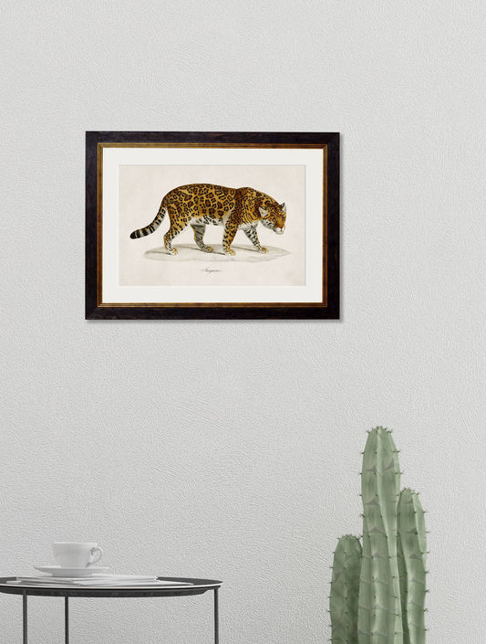 Premium archival museum quality jaguar zoological print for sale