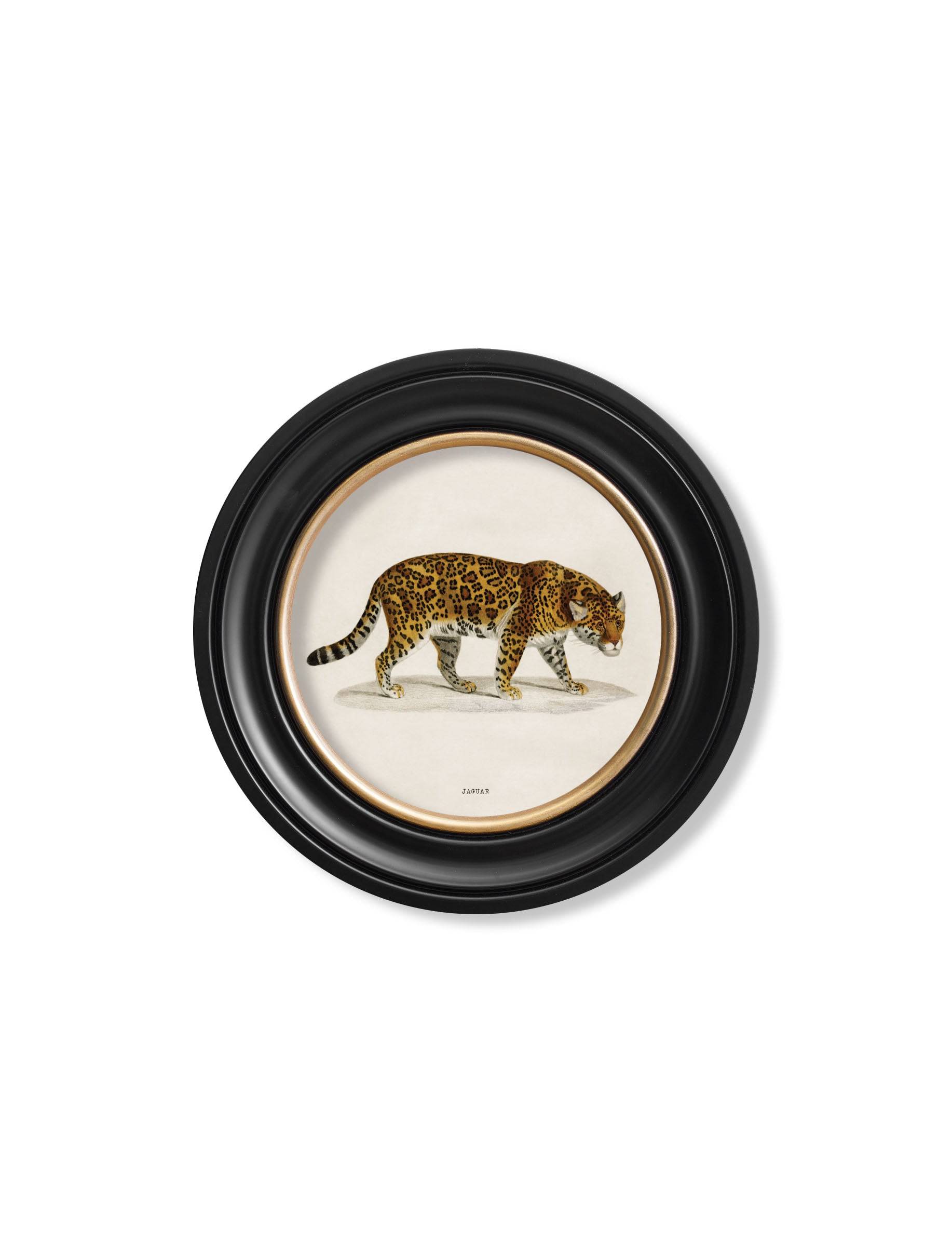 Premium circular nineteenth century zoological framed prints for sale