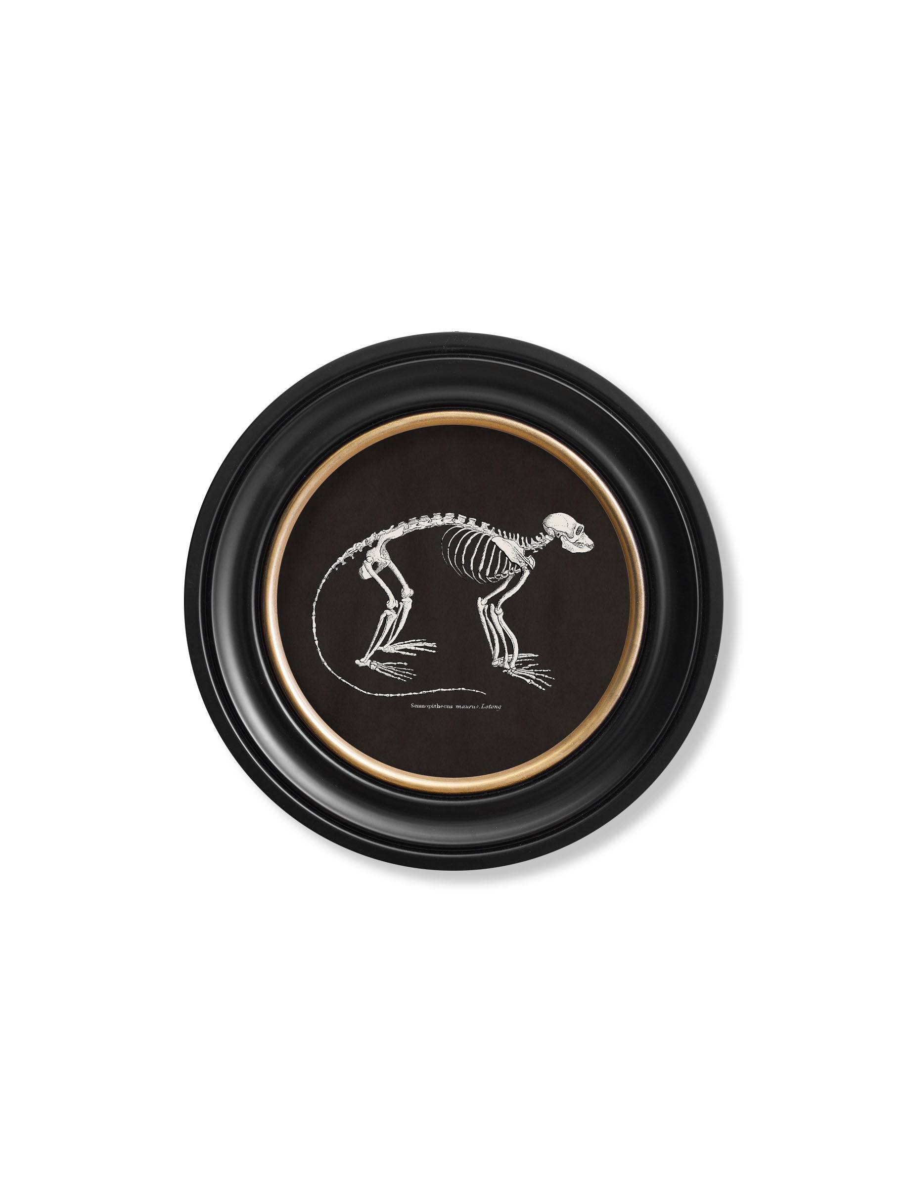 c.1870 Anatomical Skeletons - Dark - Round Frames - Blythe Living