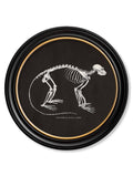 c.1870 Anatomical Skeletons - Dark - Round Frames - Blythe Living