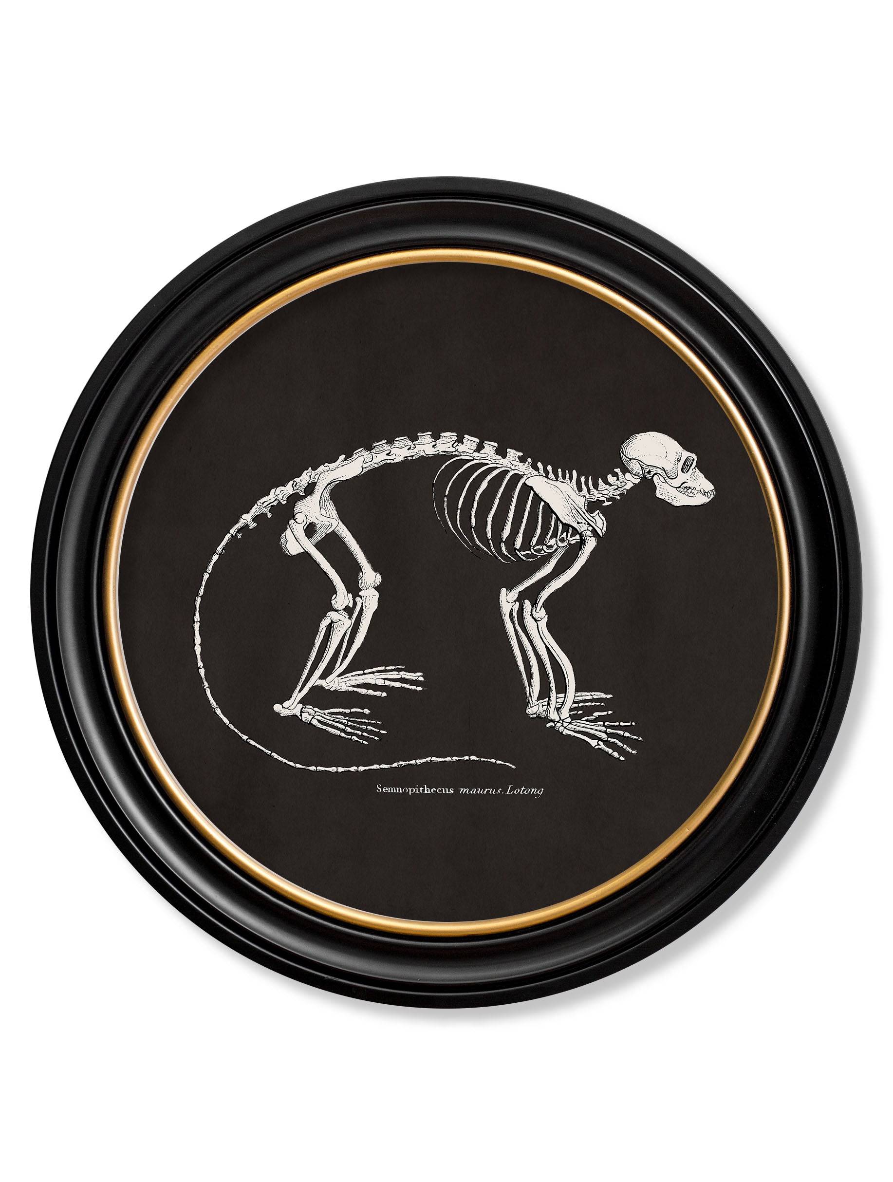 c.1870 Anatomical Skeletons - Dark - Round Frames - Blythe Living