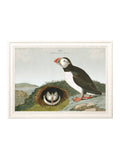 c.1838 Audubon's Puffins - Blythe Living