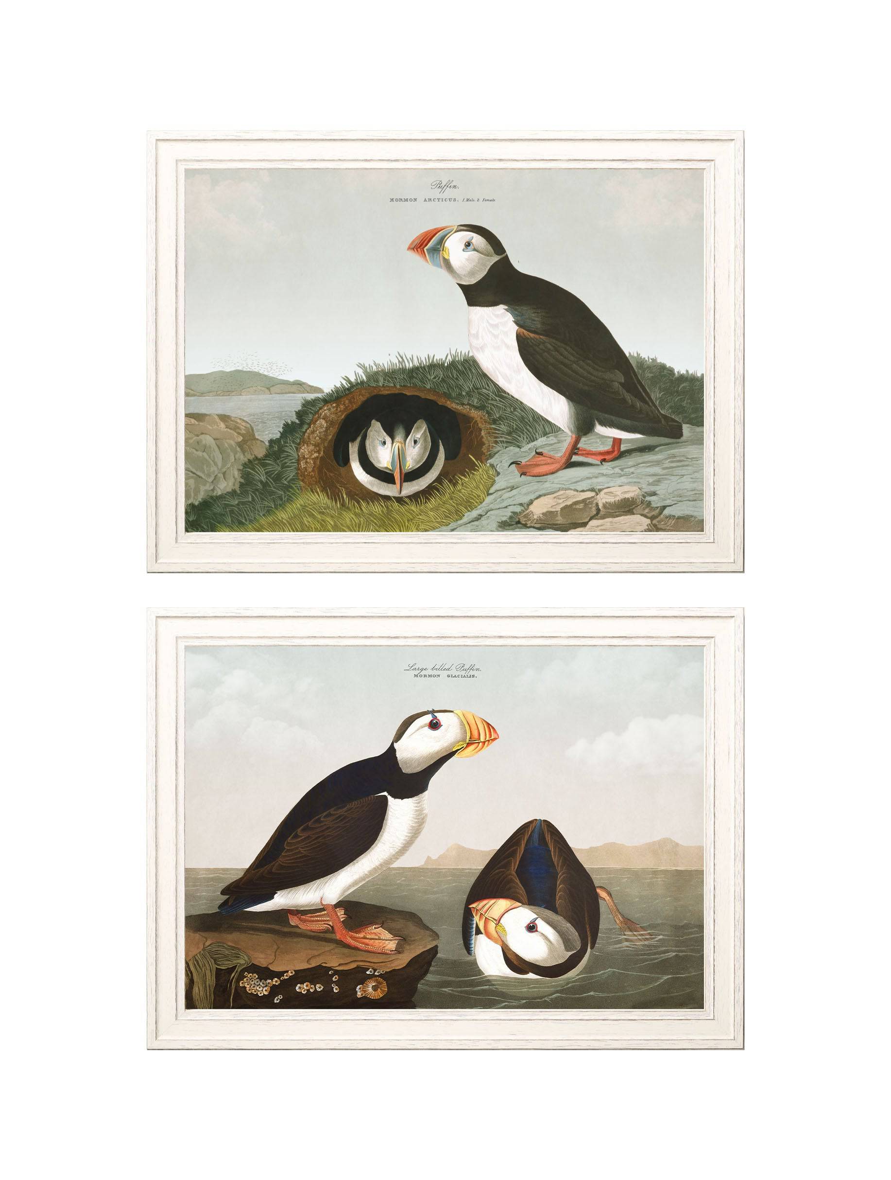 c.1838 Audubon's Puffins - Blythe Living