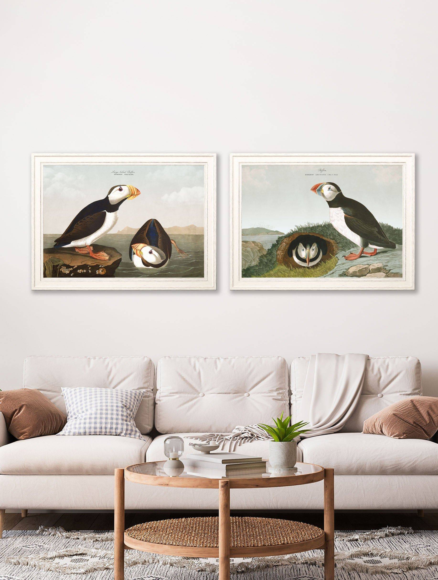 c.1838 Audubon's Puffins - Blythe Living