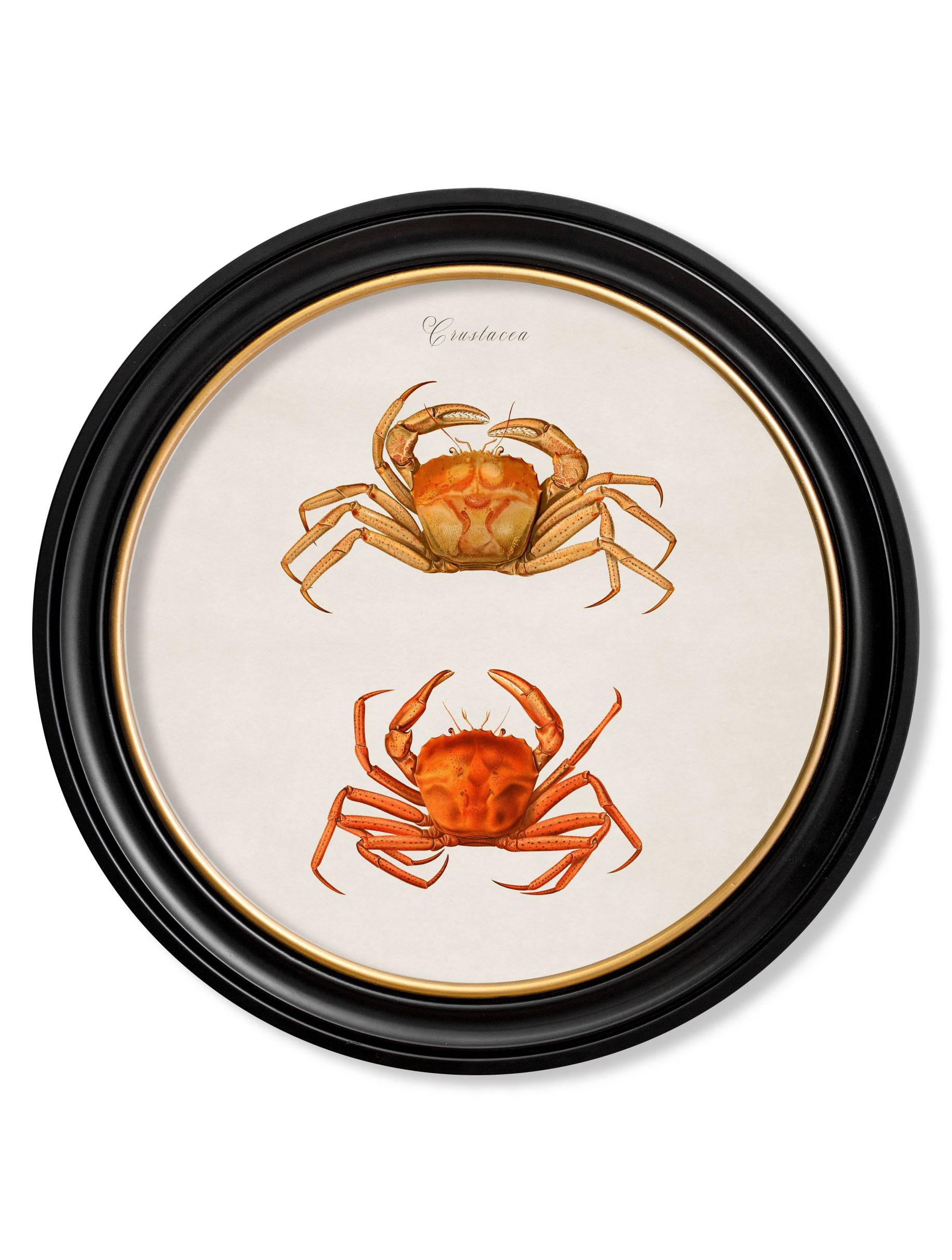 Purchase Archival Quality 19th Century Squid and Octopus Studies in Round Frames