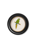 Purchase Archival Quality C.1884 Macaw Study for Vibrant Home Decor