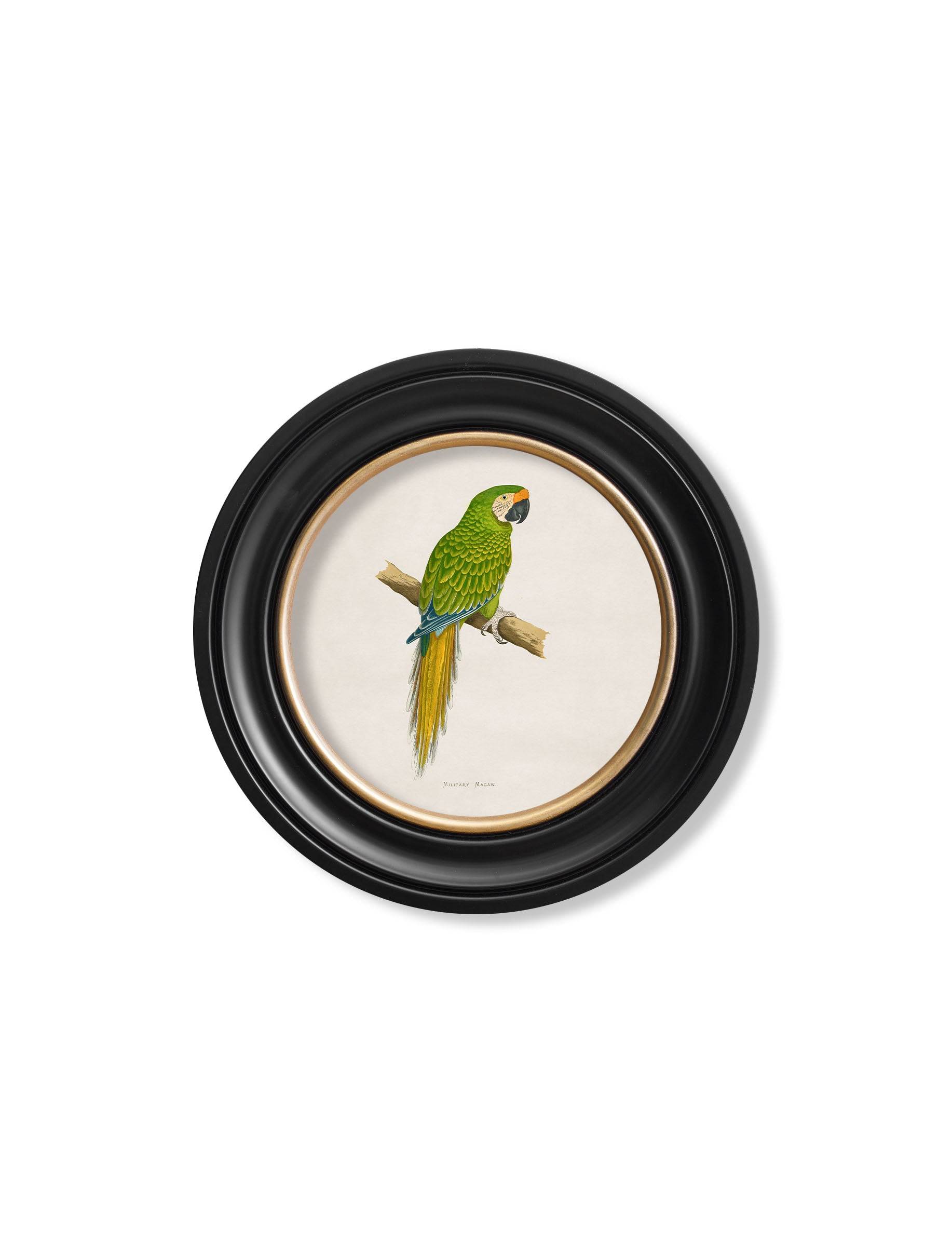 Purchase Archival Quality C.1884 Macaw Study for Vibrant Home Decor