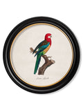 Purchase Archival Quality Early 19th Century French Parrot Studies in Round Frames