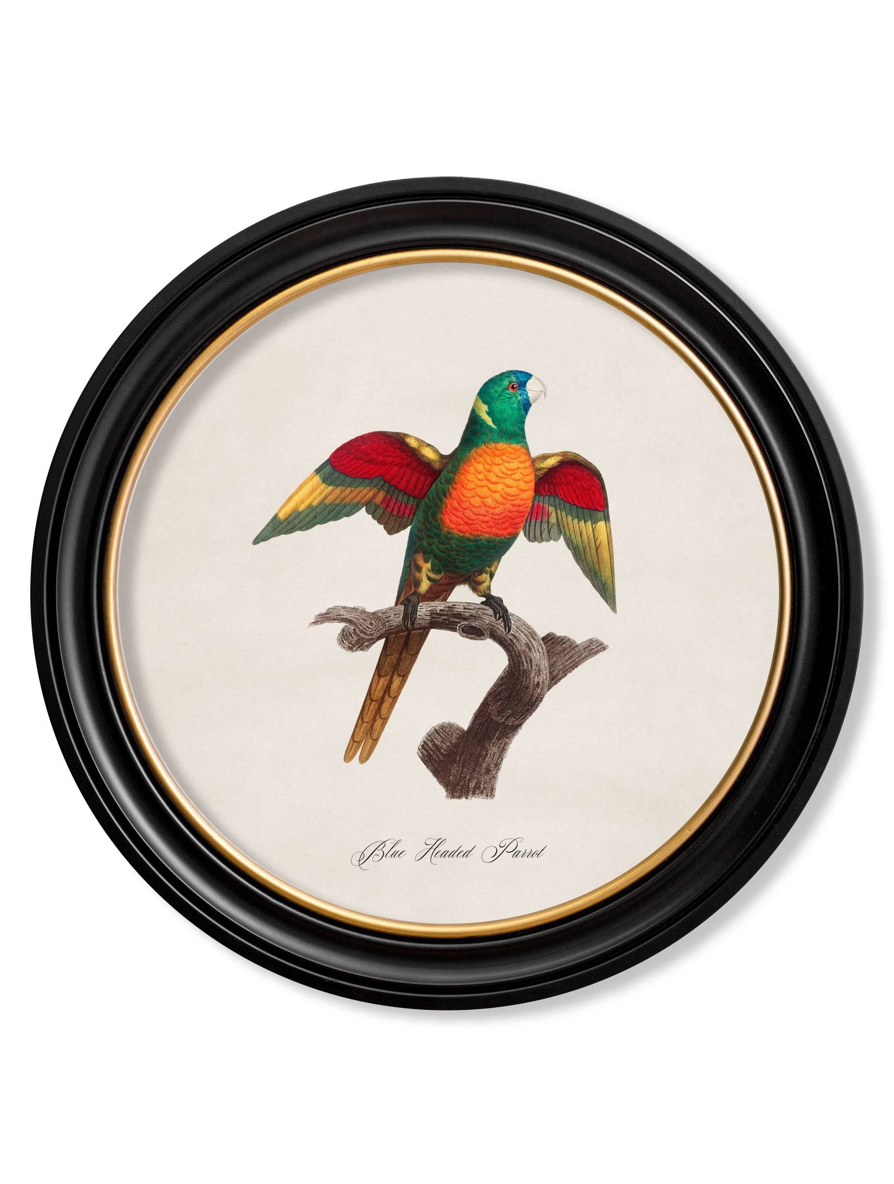 Purchase Archival Quality Early 19th Century French Parrot Studies in Round Frames  For Sale