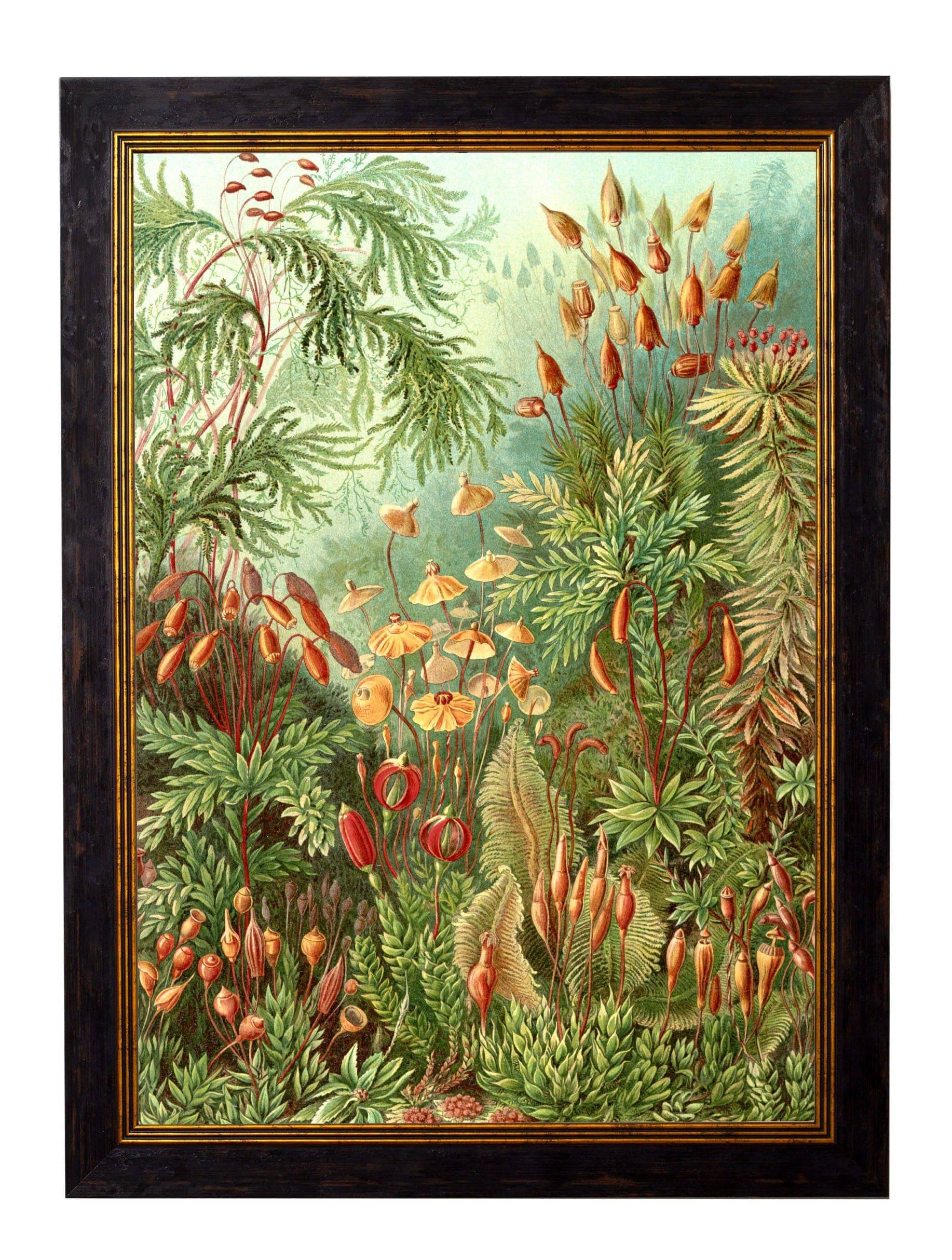 Purchase Archival Quality Ernst Haeckel Art Forms in Nature Illustrations