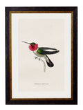 Purchase Archival Quality c.1833 Trochilis Loddigesii Hummingbird Study