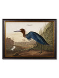 Purchase Archival Quality c.1838 Audubon Blue Heron Natural History Study