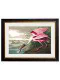 Purchase Archival Quality c.1838 Audubon Spoonbill Natural History Study