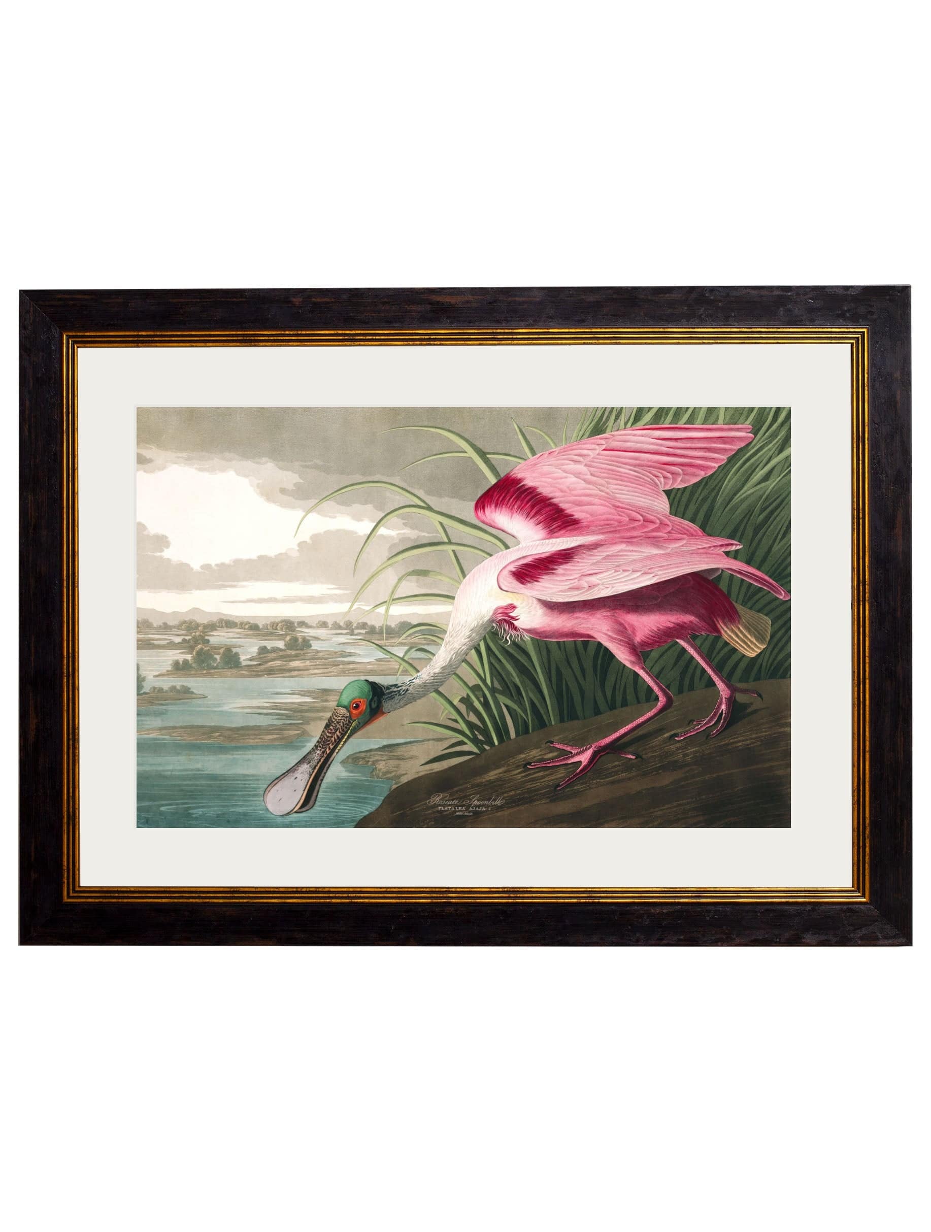 Purchase Archival Quality c.1838 Audubon Spoonbill Natural History Study