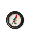 Purchase C.1800's Parrot Collection in Sustainable Oxford Round Frames