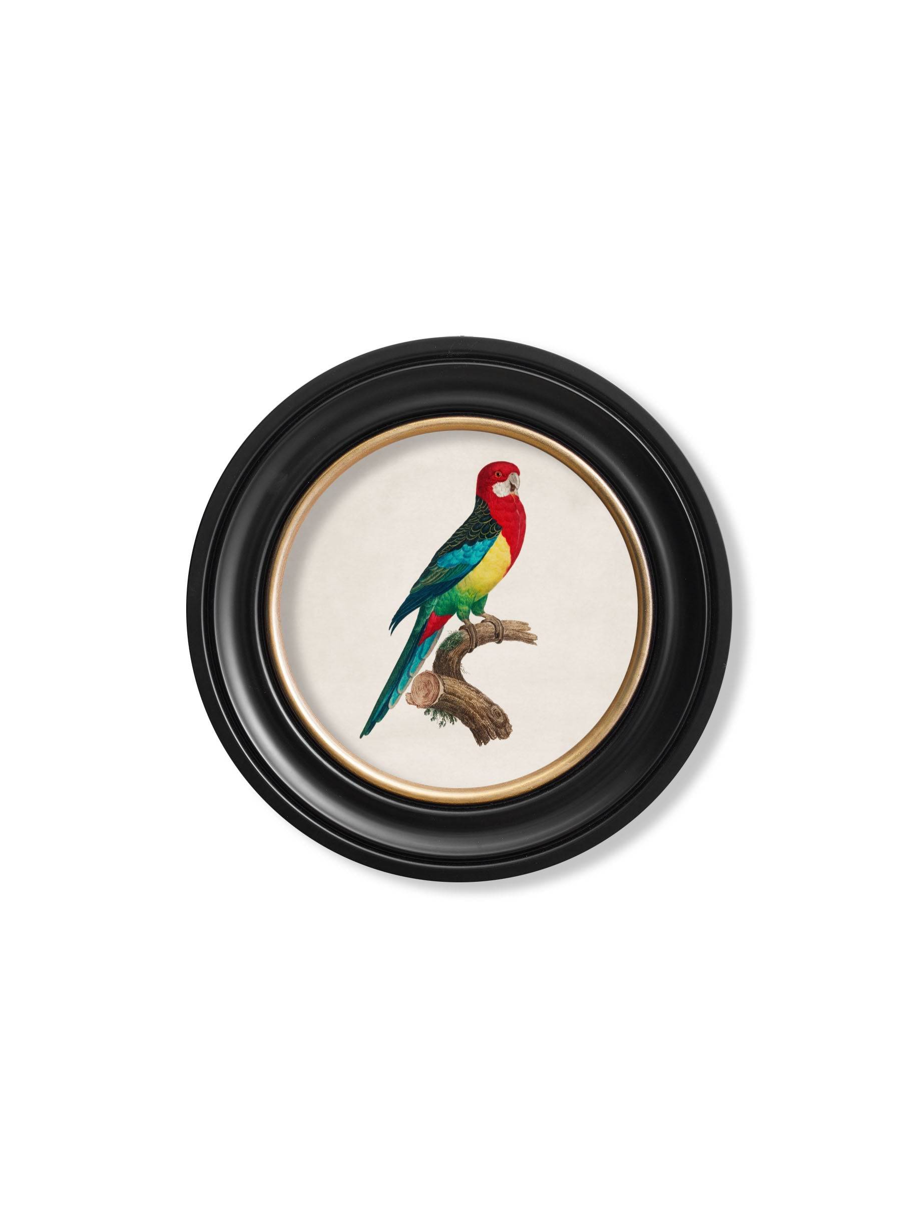 Purchase C.1800's Parrot Collection in Sustainable Oxford Round Frames
