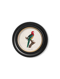 Purchase Digitally Restored 1800's Eastern Rosella Round Print with Archival Finish