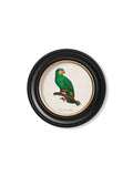 Purchase Digitally Restored 1800's Eastern Rosella Round Print with Archival Finish online