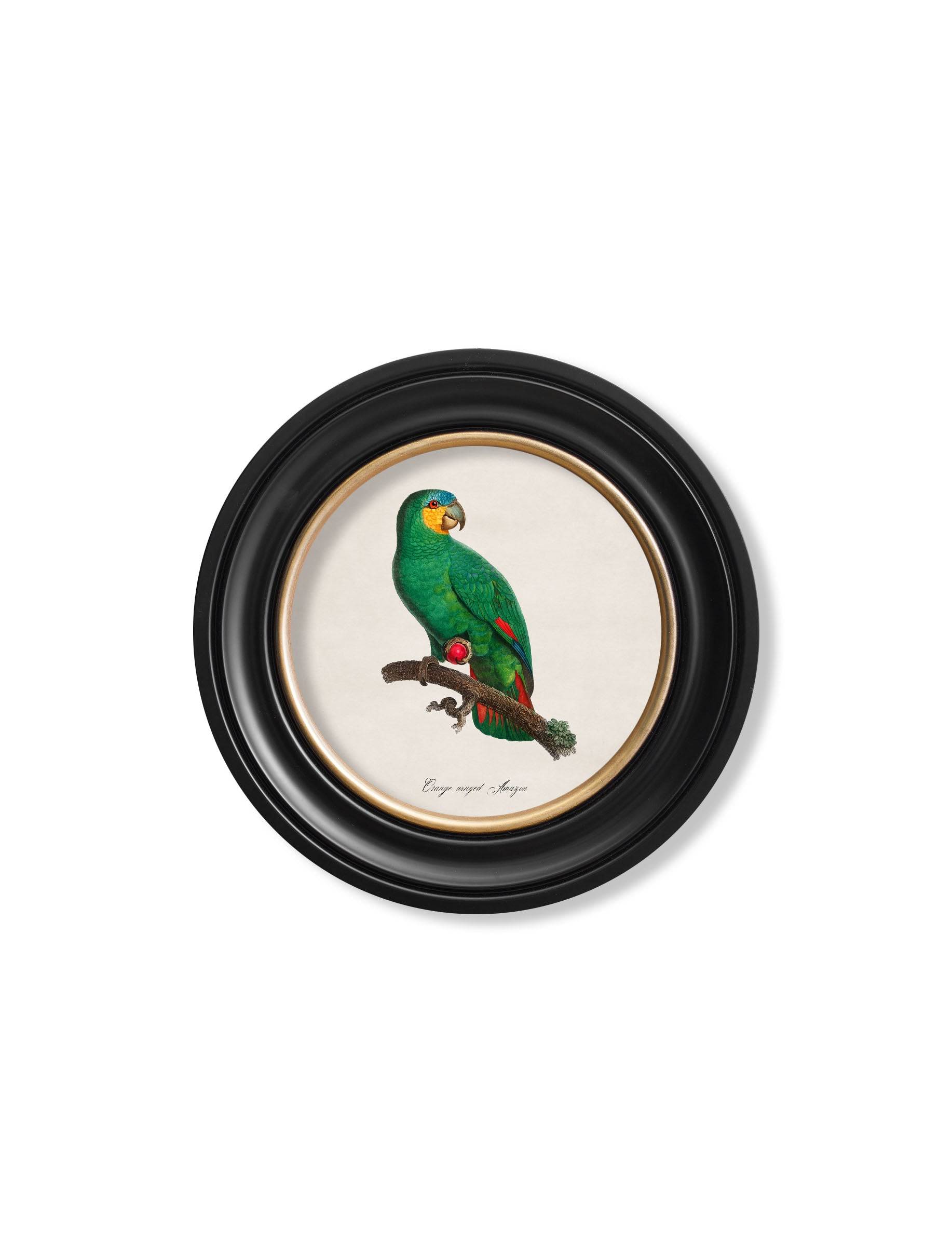 Purchase Digitally Restored 1800's Eastern Rosella Round Print with Archival Finish online
