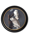 Purchase Digitally Restored 1830s Cinereous Owl Round Art with Archival Finish
