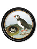 Purchase Digitally Restored 1830s Large Billed Puffin Round Art with Archival Finish