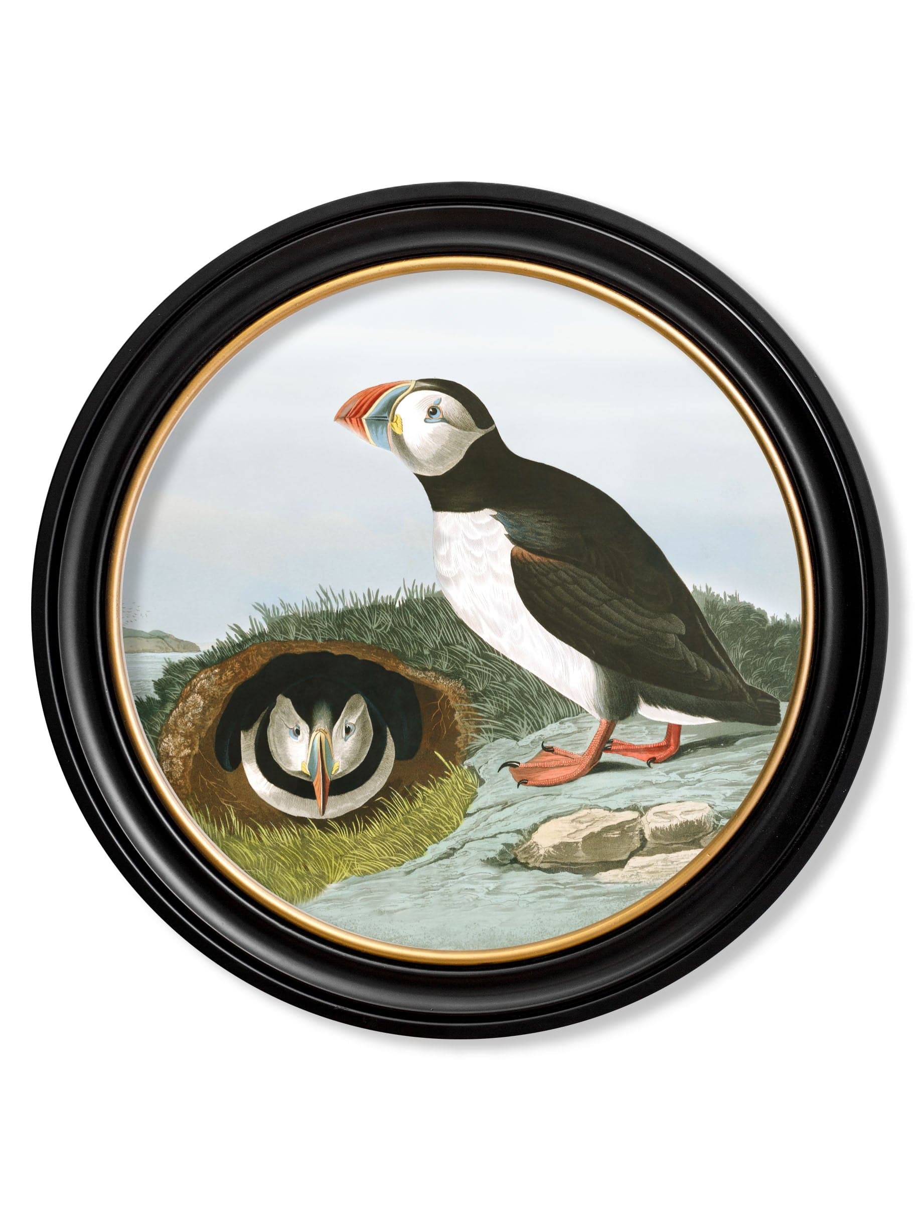 Purchase Digitally Restored 1830s Large Billed Puffin Round Art with Archival Finish