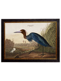Purchase Digitally Restored 1830s Snowy Heron Print with Archival Finish